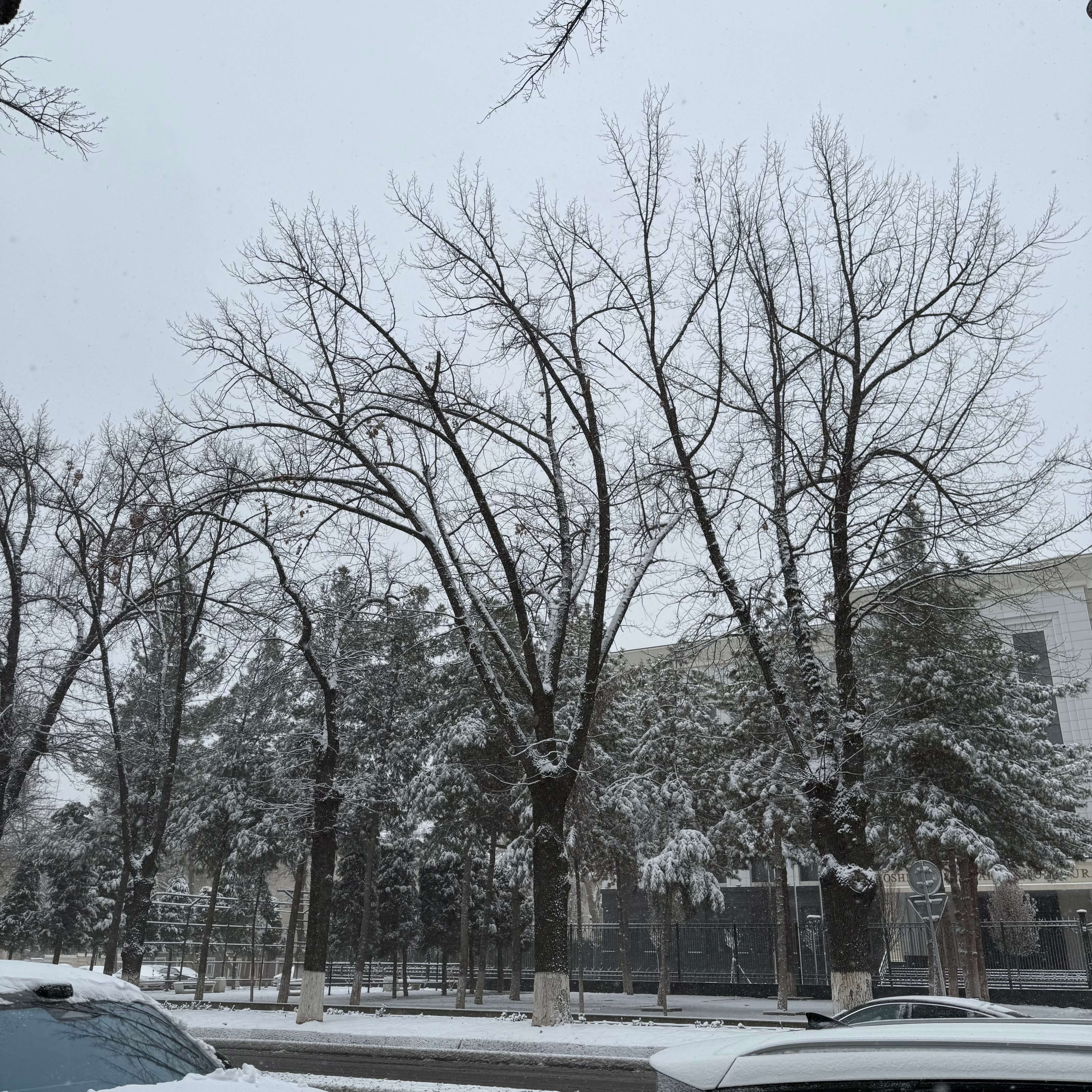 塔什干雪景1